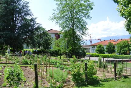 Potagers urbains delices