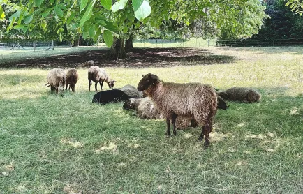 moutons