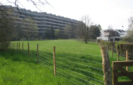 Parc chien chapeau du curé
