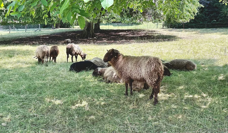 moutons