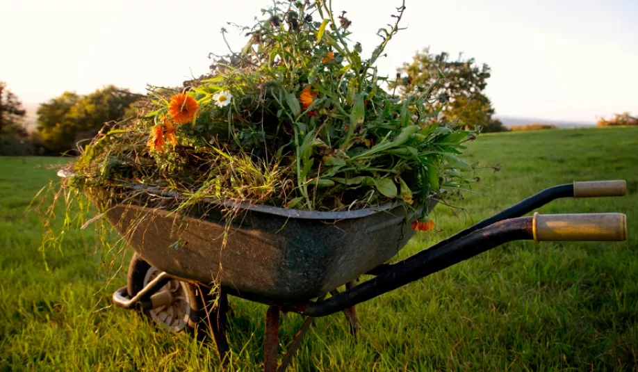 Déchets de jardin