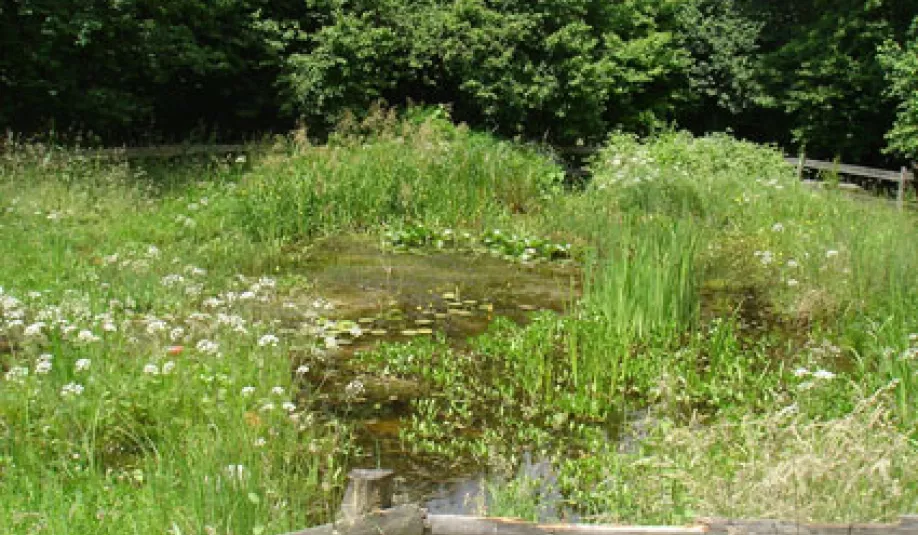 etang.JPG