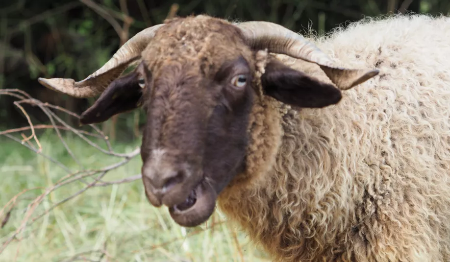 mouton