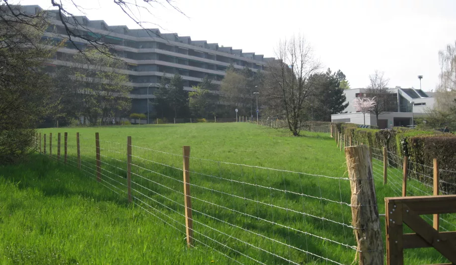 Parc chien chapeau du curé