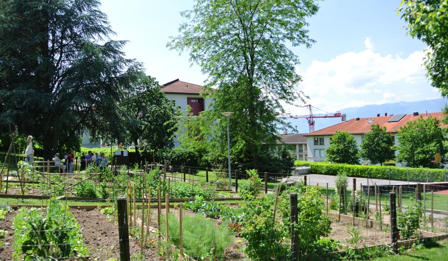 Potagers urbains delices